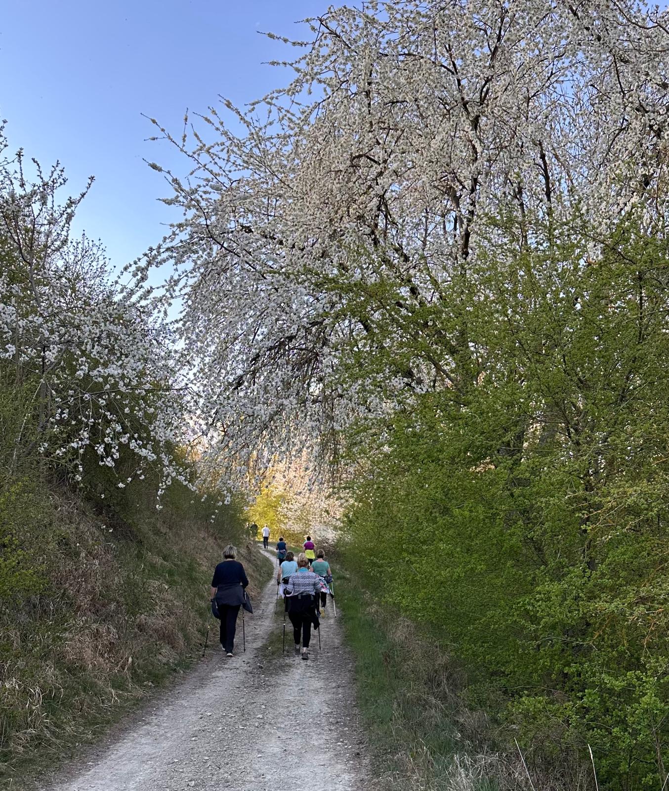Nordic Walking
